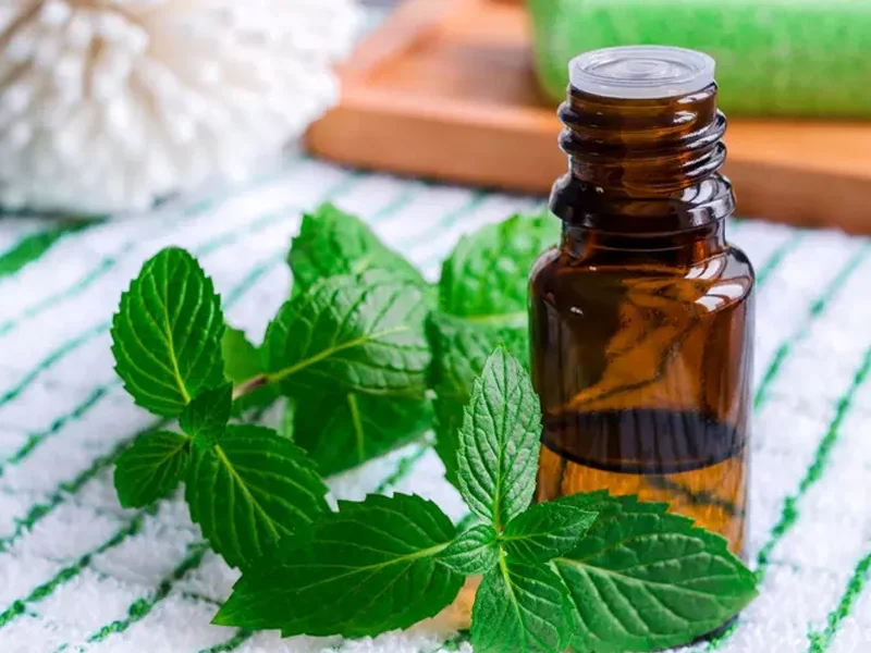 Peppermint Essential Oil